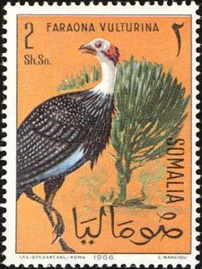 Vulturine Guineafowl (Acryllium vulturinum) 
